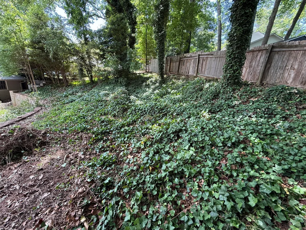 Overgrown ivy-covered backyard before cleanup